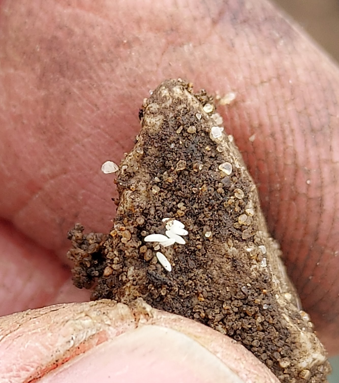 Cabbage maggot eggs.